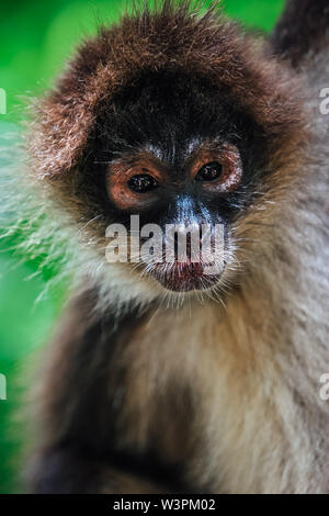 Portrait der niedlichen brauner Affe auf den Ast in den Dschungel. Stockfoto