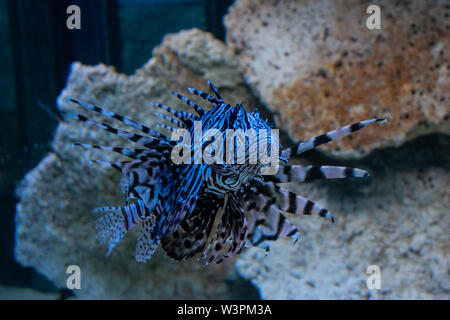 Unterwasser closeup Bild der Feuerfische im Ocean Coral Reef.