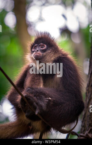 Portrait der niedlichen brauner Affe auf den Ast in den Dschungel. Stockfoto