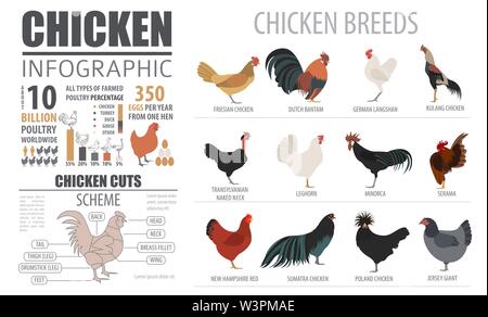 Huhn ; Infografik; Landwirtschaft; Geflügel; Illustration; Info; Grafik; Plan; Vorlage; Symbol; Rasse; Zucht; Einstellen; Vogelzucht; Vögel; Vogel; Landwirtschaft; Stock Vektor