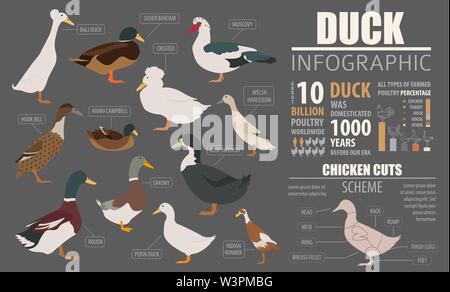 Geflügelzucht Infografik Vorlage. Ente Zucht. Flache Bauform. Vector Illustration Stock Vektor