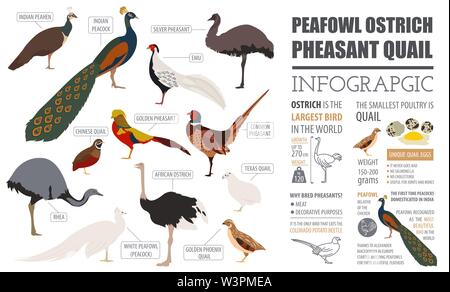 Geflügelzucht Infografik Vorlage. Pfauen, Strauß, Fasan, Wachtel Zucht. Flache Bauform. Vector Illustration Stock Vektor