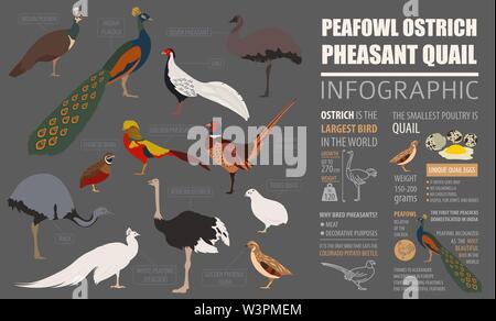 Geflügelzucht Infografik Vorlage. Pfauen, Strauß, Fasan, Wachtel Zucht. Flache Bauform. Vector Illustration Stock Vektor