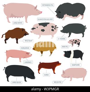 Schweine, Schweine zu züchten-Icon-Set. Flaches Design. Vektor-illustration Stock Vektor