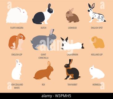 Kaninchen, Lapin-Rasse-Icon-Set. Flaches Design. Vektor-illustration Stock Vektor