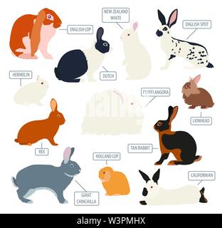 Kaninchen, Lapin-Rasse-Icon-Set. Flaches Design. Vektor-illustration Stock Vektor