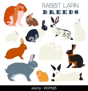 Kaninchen, Lapin-Rasse-Icon-Set. Flaches Design. Vektor-illustration Stock Vektor