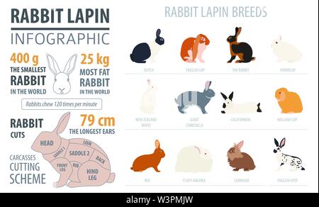 Kaninchen, lapin Rasse Infografik Vorlage. Flache Bauform. Vector Illustration Stock Vektor