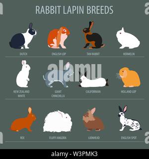 Kaninchen, Lapin-Rasse-Icon-Set. Flaches Design. Vektor-illustration Stock Vektor