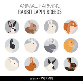 Kaninchen, Lapin-Rasse-Icon-Set. Flaches Design. Vektor-illustration Stock Vektor