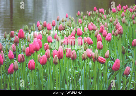 Schöne rosa Tulpen im nebligen Morgen Nebel an einem regnerischen Tag fotografiert. Regentropfen auf fuchsia Blütenblätter und unscharf im Hintergrund. Natur, Blumen. Holland Tulip. Moody, Traurigkeit Konzept. Abstrakt. Stockfoto