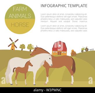 Pferd Landwirtschaft Infografik Vorlage. Hengst, Stute, Fohlen Familie. Flache Bauform. Vector Illustration Stock Vektor