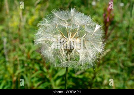 Ziegen Bart Samen Kopf Jack zu Bett gehen am Mittag Tragopogon pratensis daisy Löwenzahn Familie Stockfoto