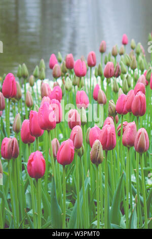 Schöne rosa Tulpen im nebligen Morgen Nebel an einem regnerischen Tag fotografiert. Regentropfen auf fuchsia Blütenblätter und unscharf im Hintergrund. Natur, Blumen. Holland Tulip. Moody, Traurigkeit Konzept. Abstrakt. Stockfoto