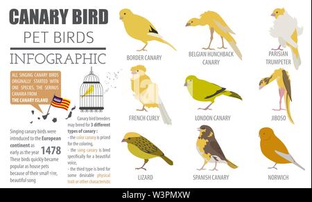 Kanarische Rassen Icon Set Flat Style isoliert auf Weiss. Pet Vögel Sammlung. Erstellen Sie eigene Infografik über Haustiere. Vector Illustration Stock Vektor