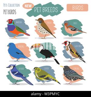 Pet Vögel Sammlung, Rassen Icon Set Flat Style isoliert auf Weiss. Erstellen Sie eigene Infografik über Haustiere. Vector Illustration Stock Vektor