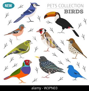 Pet Vögel Sammlung, Rassen Icon Set Flat Style isoliert auf Weiss. Erstellen Sie eigene Infografik über Haustiere. Vector Illustration Stock Vektor