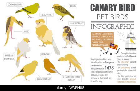 Kanarische Rassen Icon Set Flat Style isoliert auf Weiss. Pet Vögel Sammlung. Erstellen Sie eigene Infografik über Haustiere. Vector Illustration Stock Vektor