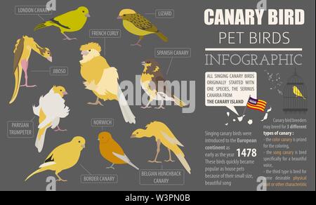 Kanarische Rassen Icon Set Flat Style isoliert auf Weiss. Pet Vögel Sammlung. Erstellen Sie eigene Infografik über Haustiere. Vector Illustration Stock Vektor