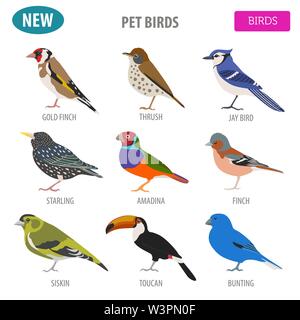 Pet Vögel Sammlung, Rassen Icon Set Flat Style isoliert auf Weiss. Erstellen Sie eigene Infografik über Haustiere. Vector Illustration Stock Vektor
