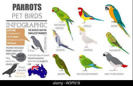 Parrot Rassen Icon Set Flat Style isoliert auf Weiss. Pet Vögel Sammlung. Erstellen Sie eigene Infografik über Haustiere. Vector Illustration Stock Vektor