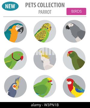 Parrot Rassen Icon Set Flat Style isoliert auf Weiss. Pet Vögel Sammlung. Erstellen Sie eigene Infografik über Haustiere. Vector Illustration Stock Vektor