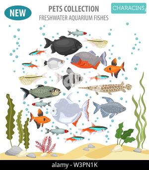 Süßwasser-Aquarium Fische Rassen Icon Set Flat Style isoliert auf Weiss. Salmler. Erstellen Sie eigene Infografik über Haustiere. Vector Illustration Stock Vektor