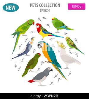 Parrot Rassen Icon Set Flat Style isoliert auf Weiss. Pet Vögel Sammlung. Erstellen Sie eigene Infografik über Haustiere. Vector Illustration Stock Vektor