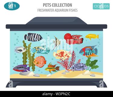 Süßwasser-Aquarium Fische Rassen Icon Set Flat Style isoliert auf Weiss. Cichliden. Erstellen Sie eigene Infografik über Haustiere. Vector Illustration Stock Vektor