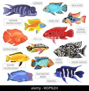 Süßwasser-Aquarium Fische Rassen Icon Set Flat Style isoliert auf Weiss. Cichliden. Erstellen Sie eigene Infografik über Haustiere. Vector Illustration Stock Vektor