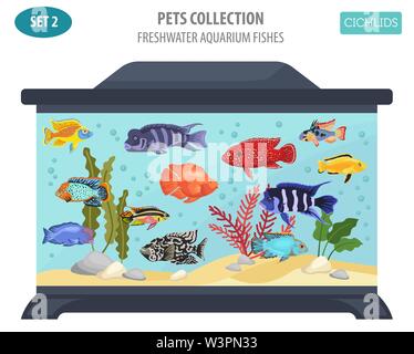 Süßwasser-Aquarium Fische Rassen Icon Set Flat Style isoliert auf Weiss. Cichliden. Erstellen Sie eigene Infografik über Haustiere. Vector Illustration Stock Vektor