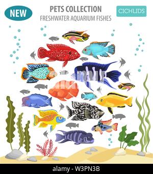 Süßwasser-Aquarium Fische Rassen Icon Set Flat Style isoliert auf Weiss. Cichliden. Erstellen Sie eigene Infografik über Haustiere. Vector Illustration Stock Vektor