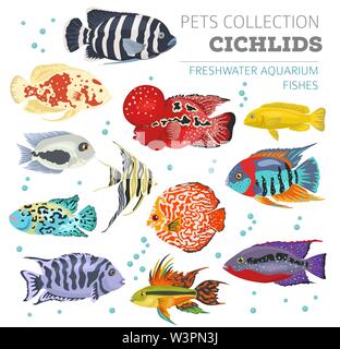 Süßwasser-Aquarium Fische Rassen Icon Set Flat Style isoliert auf Weiss. Cichliden. Erstellen Sie eigene Infografik über Haustiere. Vector Illustration Stock Vektor