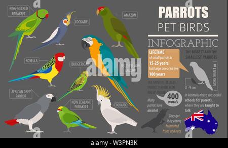 Parrot Rassen Icon Set Flat Style isoliert auf Weiss. Pet Vögel Sammlung. Erstellen Sie eigene Infografik über Haustiere. Vector Illustration Stock Vektor