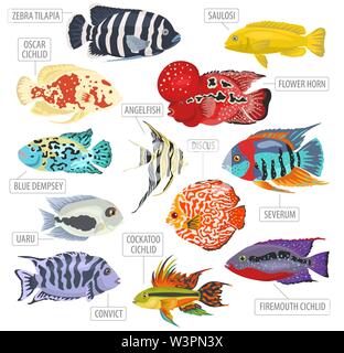 Süßwasser-Aquarium Fische Rassen Icon Set Flat Style isoliert auf Weiss. Cichliden. Erstellen Sie eigene Infografik über Haustiere. Vector Illustration Stock Vektor