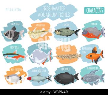 Süßwasser-Aquarium Fische Rassen Icon Set Flat Style isoliert auf Weiss. Salmler. Erstellen Sie eigene Infografik über Haustiere. Vector Illustration Stock Vektor