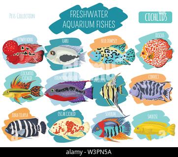 Süßwasser-Aquarium Fische Rassen Icon Set Flat Style isoliert auf Weiss. Cichliden. Erstellen Sie eigene Infografik über Haustiere. Vector Illustration Stock Vektor