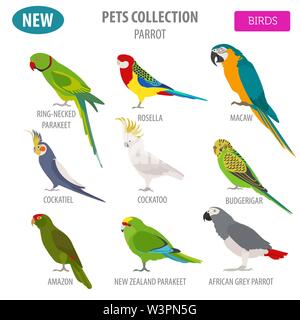 Parrot Rassen Icon Set Flat Style isoliert auf Weiss. Pet Vögel Sammlung. Erstellen Sie eigene Infografik über Haustiere. Vector Illustration Stock Vektor