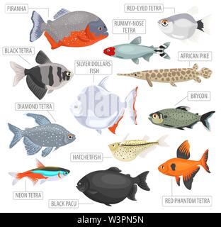 Süßwasser-Aquarium Fische Rassen Icon Set Flat Style isoliert auf Weiss. Salmler. Erstellen Sie eigene Infografik über Haustiere. Vector Illustration Stock Vektor