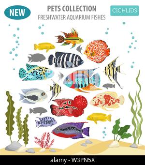 Süßwasser-Aquarium Fische Rassen Icon Set Flat Style isoliert auf Weiss. Cichliden. Erstellen Sie eigene Infografik über Haustiere. Vector Illustration Stock Vektor