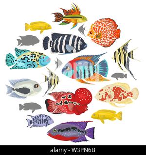 Süßwasser-Aquarium Fische Rassen Icon Set Flat Style isoliert auf Weiss. Cichliden. Erstellen Sie eigene Infografik über Haustiere. Vector Illustration Stock Vektor