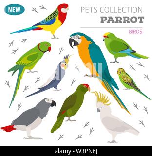 Parrot Rassen Icon Set Flat Style isoliert auf Weiss. Pet Vögel Sammlung. Erstellen Sie eigene Infografik über Haustiere. Vector Illustration Stock Vektor