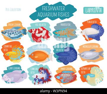 Süßwasser-Aquarium Fische Rassen Icon Set Flat Style isoliert auf Weiss. Labyrinth Fische: betta, gurami. Erstellen Sie eigene Infografik über Haustiere. Vektor i Stock Vektor