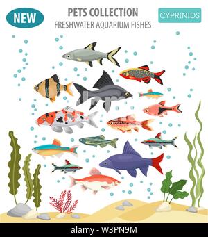 Süßwasser-Aquarium Fische Rassen Icon Set Flat Style isoliert auf Weiss. Cypriniden. Erstellen Sie eigene Infografik über Haustiere. Vector Illustration Stock Vektor