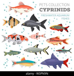 Süßwasser-Aquarium Fische Rassen Icon Set Flat Style isoliert auf Weiss. Cypriniden. Erstellen Sie eigene Infografik über Haustiere. Vector Illustration Stock Vektor