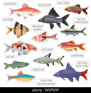 Süßwasser-Aquarium Fische Rassen Icon Set Flat Style isoliert auf Weiss. Cypriniden. Erstellen Sie eigene Infografik über Haustiere. Vector Illustration Stock Vektor