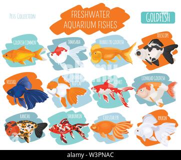 Süßwasser-Aquarium Fische Rassen Icon Set Flat Style isoliert auf Weiss. Goldfisch. Erstellen Sie eigene Infografik über Haustiere. Vector Illustration Stock Vektor