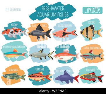 Süßwasser-Aquarium Fische Rassen Icon Set Flat Style isoliert auf Weiss. Cypriniden. Erstellen Sie eigene Infografik über Haustiere. Vector Illustration Stock Vektor