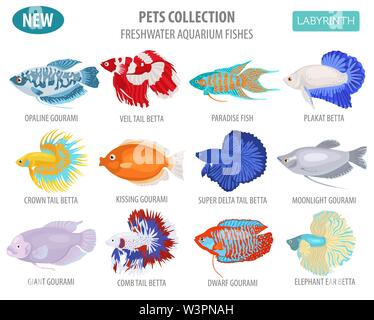 Süßwasser-Aquarium Fische Rassen Icon Set Flat Style isoliert auf Weiss. Labyrinth Fische: betta, gurami. Erstellen Sie eigene Infografik über Haustiere. Vektor i Stock Vektor