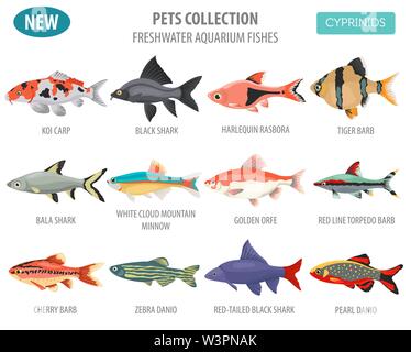 Süßwasser-Aquarium Fische Rassen Icon Set Flat Style isoliert auf Weiss. Cypriniden. Erstellen Sie eigene Infografik über Haustiere. Vector Illustration Stock Vektor